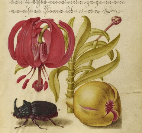 A book illustration of a beetle and plants